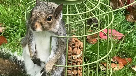 Hungry Squirrel Cut Free From Bird Feeder In Surrey Garden Itv News