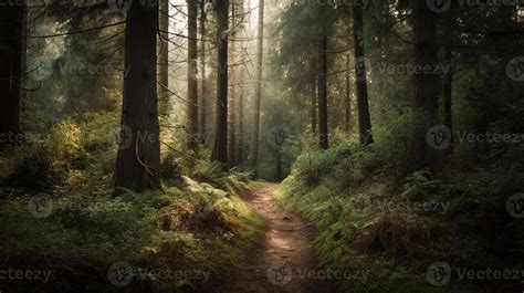 Foggy Path Through The Forest Sunset In A Dark Forest With Rays Of