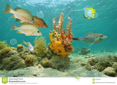 Tropical Fish And Colorful Sea Sponges Stock Image Image