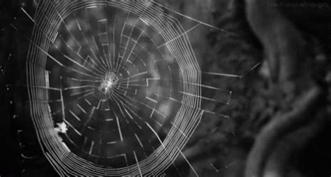 Spider Web GIFs | Tenor