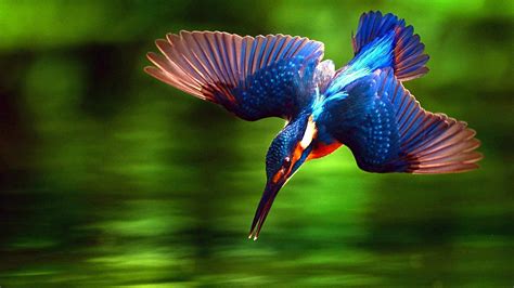 Kingfisher Bird 4k Hd Wallpaper 720x1280 Hd Wallpaper Wallpapersnet Images