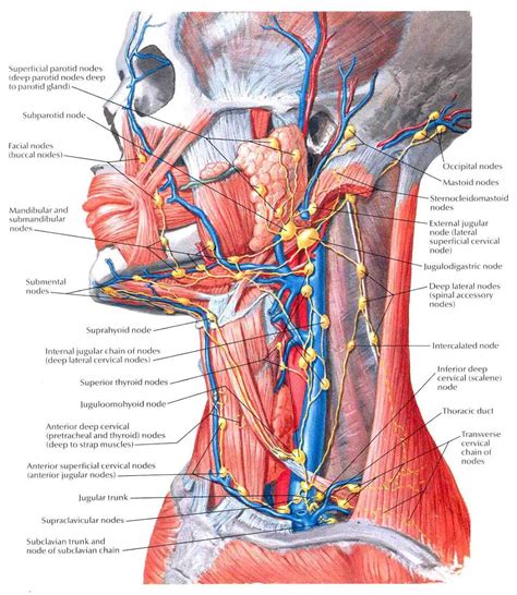 Diagram Neck Anatomy Glands Lymph Nodes They Are Critical In
