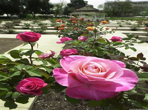We have 57+ amazing background pictures carefully picked by our community. Desktop Wallpapers » Flowers Backgrounds » Rose Garden ...
