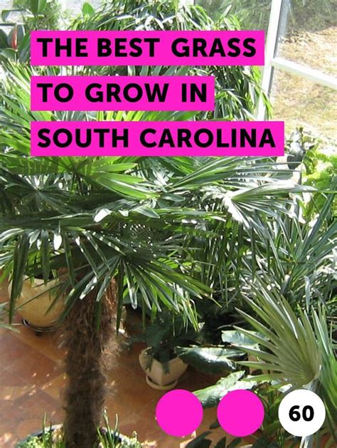 Best cut flowers to grow in south carolina. Learn The Best Grass to Grow in South Carolina | How to ...