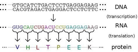 Difference Between DNA and Protein Sequence | Compare the Difference Between Similar Terms