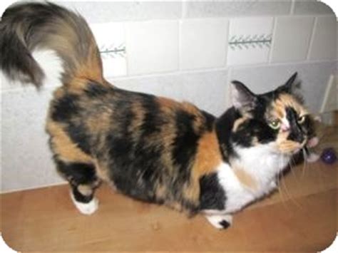 You can't just disregard the munchkin cat for sale near me deals and uncommon offers enable you to get hands on things at diminished expenses. Davis, CA - Munchkin. Meet Trixie a Pet for Adoption.