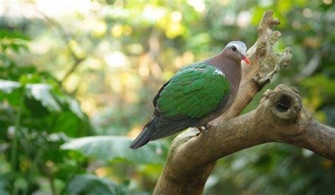 We did not find results for: Gambar Burung Dara, Merpati, dan Sejenisnya » alihamdan