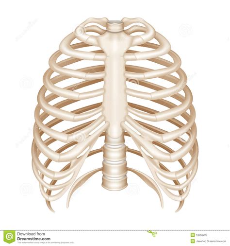 Most humans have 12 pairs of rib bones with one from each pair on each side of the chest. Rib Cage Royalty Free Stock Photography - Image: 13250227