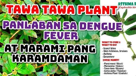 Health Benefits Of Tawa Tawa Leaves Gamot Sa Dengue Fever Youtube