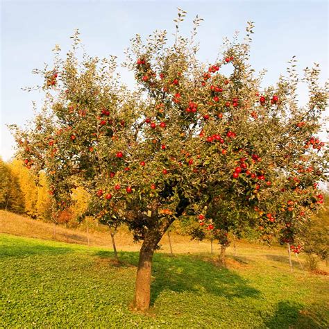 Dwarf Red Delicious Apple Trees for California for Sale ...