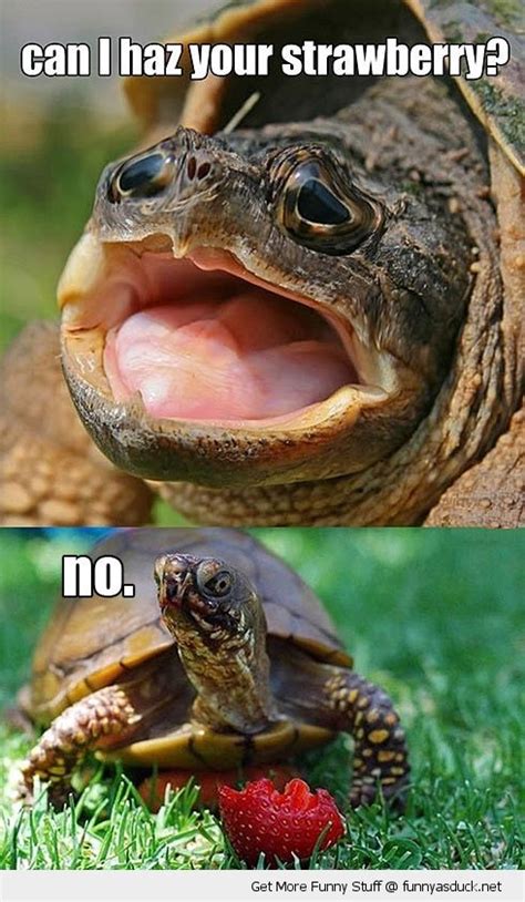 Funny Turtle Memes That Will Make You Lol I Can Has Cheezburger