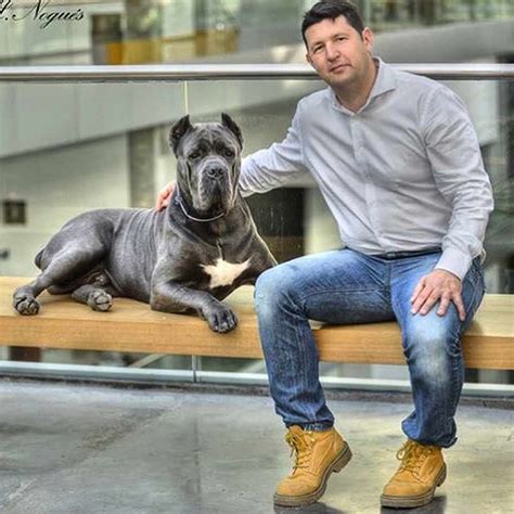 Find & download free graphic resources for italian mastiff. ITALIAN MASTIFF FOR SALE - Cane Corso Barcelona