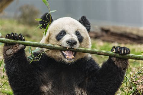 A Giant Panda Eating Bamboo By Adam Nixon Stocksy United
