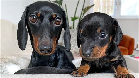 Dachshund puppy notices mirror reflection for the first time. Dachshund puppies 25 days old. - YouTube