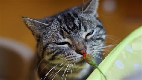 Wallpaper Cat Sniffing Flower Funny Animals 3840x2160 Uhd
