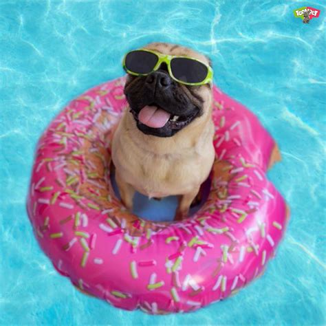 Happy Summer Sunday Pawfriends Time To Dive Into The Day And Stay