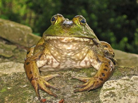 Bullfrog Free Photo Download Freeimages