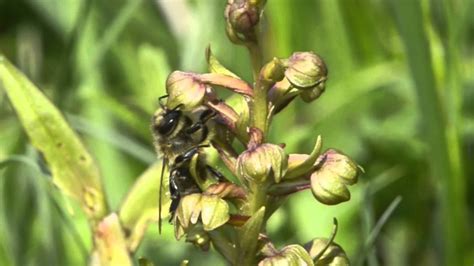 Orchid Pollination 18 Pollination Of Dactylorhiza Viridis By Honeybees Youtube