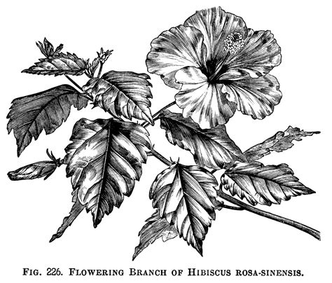 The flower can also be worn as a brooch. hibiscus clip art, flowering branch, flower clip art ...