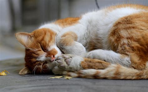 Online Crop Brown And White Tabby Cat Animals Cat Sleeping Hd