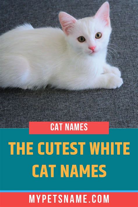 Funny And Hilarious White Cat Names That Will Inspire You Petpress Hot Sex Picture