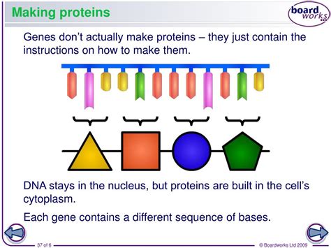 Water is produced, and the two nucleotides are officially stuck to each other. PPT - LG: How Does DNA Make Protein? PowerPoint ...