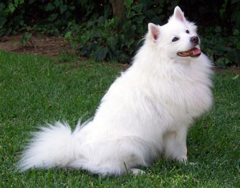 28 Beautiful Dog Pictures World Inside Pictures