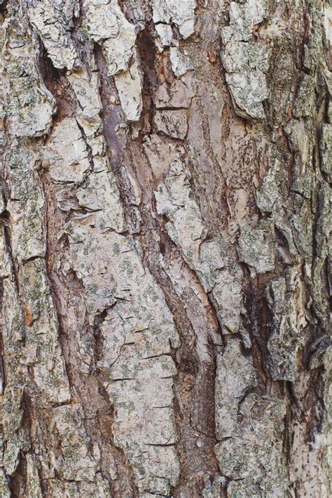 Texture Of The Apple Tree Bark Background Macro Stock