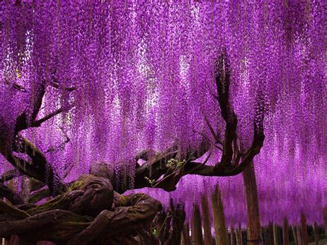 Pieces are cast from her original carvings, and individually painted by hand. Purple Weeping Tree | Wisteria tree, Famous trees, Wisteria