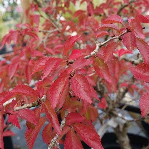 For more on groupon goods global gmbh, see the faq. Prunus incisa 'Kojo-no-mai' Tree in 2020 (With images ...
