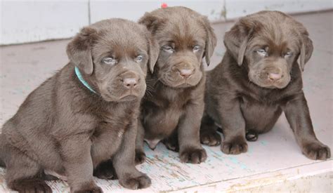 In your comment you have to tell me the show name you have chosen for your puppy. BUCK MOUNTAIN LABRADORS: JERSEY'S PUPPIES 5 WEEKS, LOTS OF WRESTLING GOING ON IN THE PUPPY PEN ...