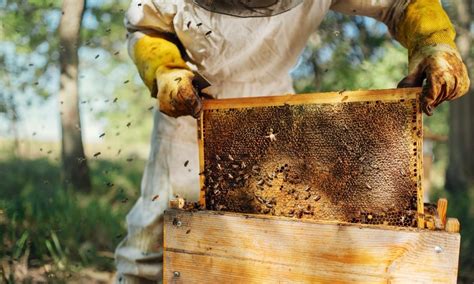 4 Important Best Practices For Any Beekeeper