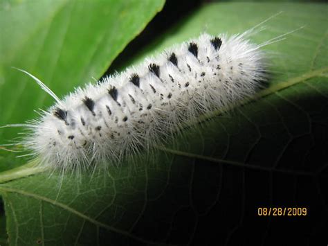 Check spelling or type a new query. Fuzzy black and white caterpillar - Lophocampa caryae ...
