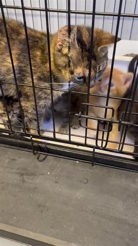 Its Overwhelming The Number Of Cats And Kittens Flooding The Shelters