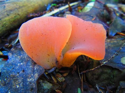 The Apricot Jelly Mushroom Mushroom Hunting Foundation