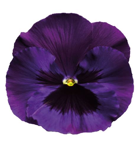 You don't need photoshop, go to 1x1px.me Download Violet Transparent Background HQ PNG Image ...