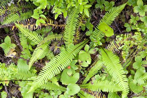 Ferns In Temperate Rainforest Wetland In Pacific Rim National