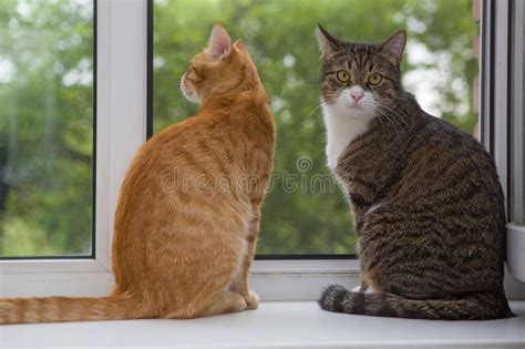 Two Cat Sitting On The Window Sill Stock Image Image Of Animals