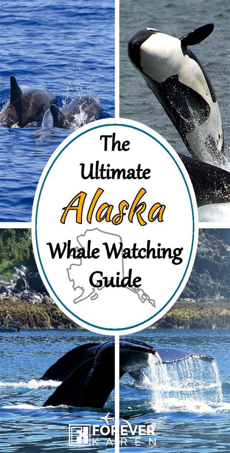 8 Reasons To Go Whale Watching In Juneau Alaska Artofit