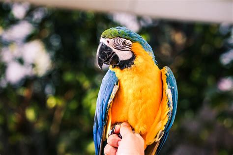 5 Best Large Parrots To Keep As Pets