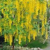 Tree With Long Yellow Flowers