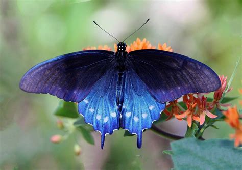 Pipevine Swallowtail Alabama Butterfly Atlas Rare Species