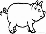 Coloring Pig Pages Cartoon Cute Pigs sketch template