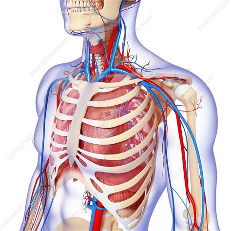 Chest Anatomy Artwork Stock Image F006 0166 Science Photo Library