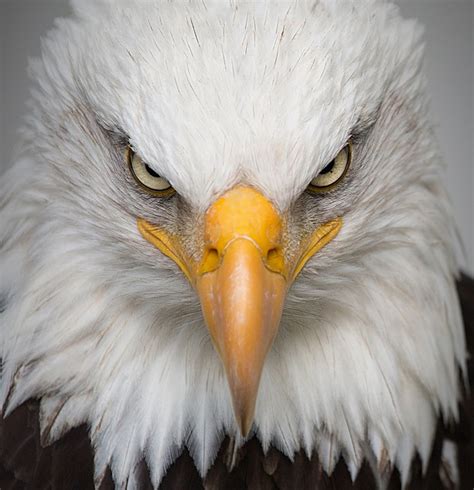 Di sini, kami akan menyuguhkan gambar burung elang yang asli dan paling keren yang ada di dunia ini. Gambar Burung Elang Dan Penjelasannya | Kumpulan Gambar Bagus