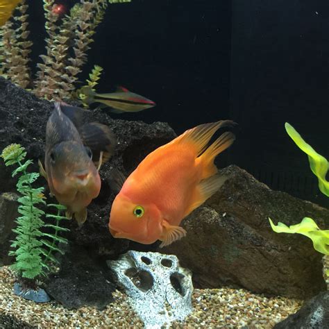 Check spelling or type a new query. The cherub faced PARROTS...hybrid freshwater. Very ...