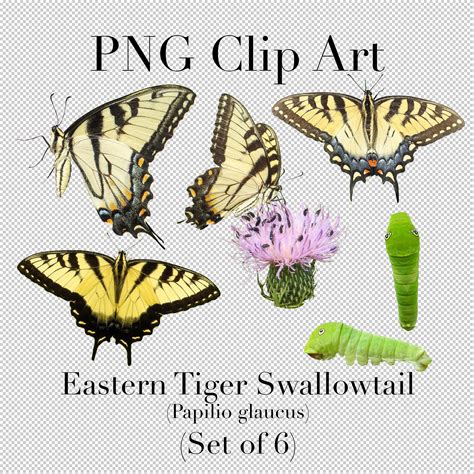 Eastern Tiger Swallowtail Butterfly Caterpillar Papilio Etsy