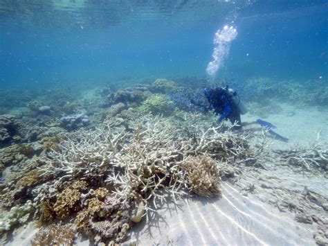 Antike lithographie zeigt great barrier reef korallen. Barrier Reef at greater risk than thought: study | The ...