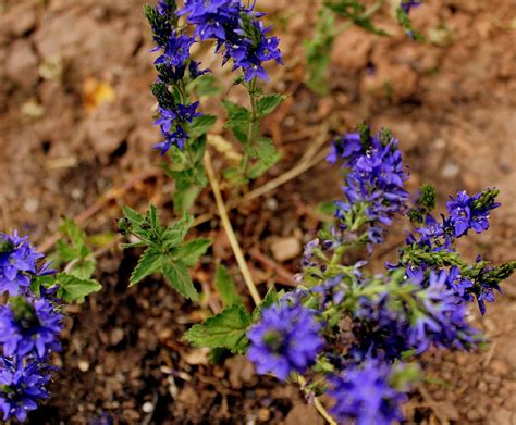 Eine winterabdeckung zur besseren weiterentwicklung im. Österreichischer Ehrenpreis | Garten Wissen