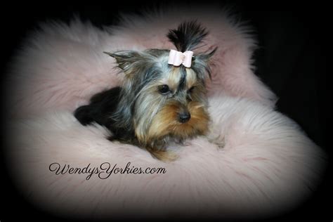 Yorkshire party yorkie puppy for sale in allen, tx. Female Teacup Yorkie Puppies For Sale in TX | Wendys Yorkies
